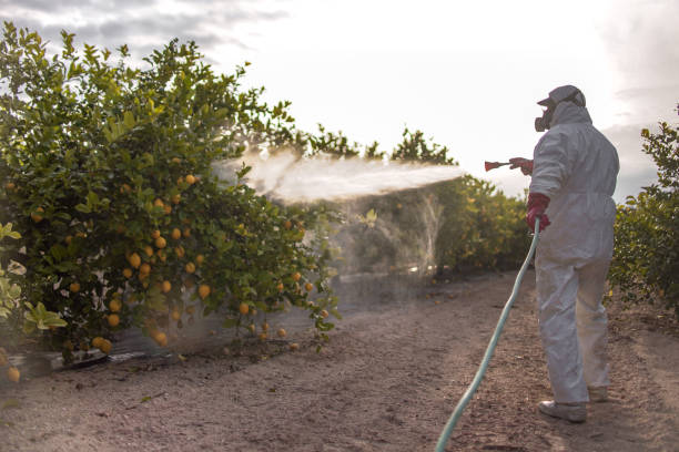 Best Affordable Pest Control Services  in Sour Lake, TX